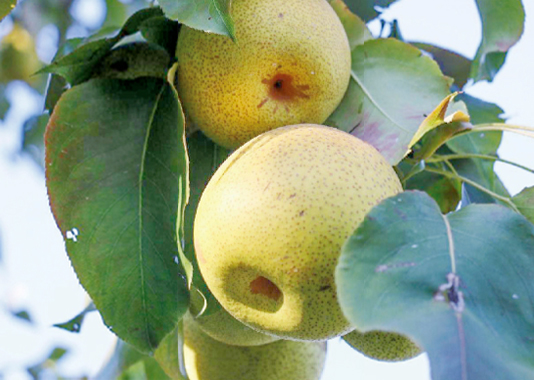 Gaoping Large-yellow Pear